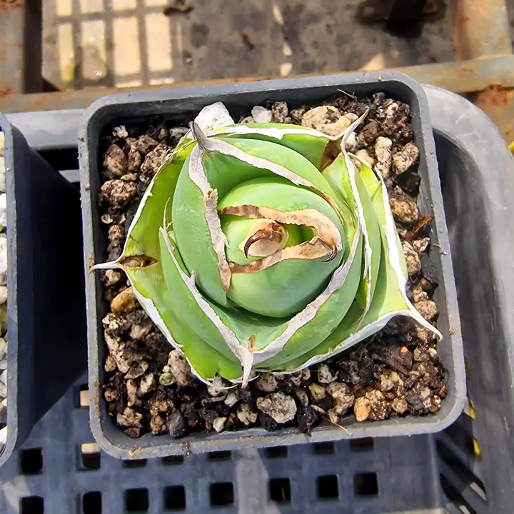 Agave oteroi 'Black Panther' pup with thick white leaf edges in a square pot