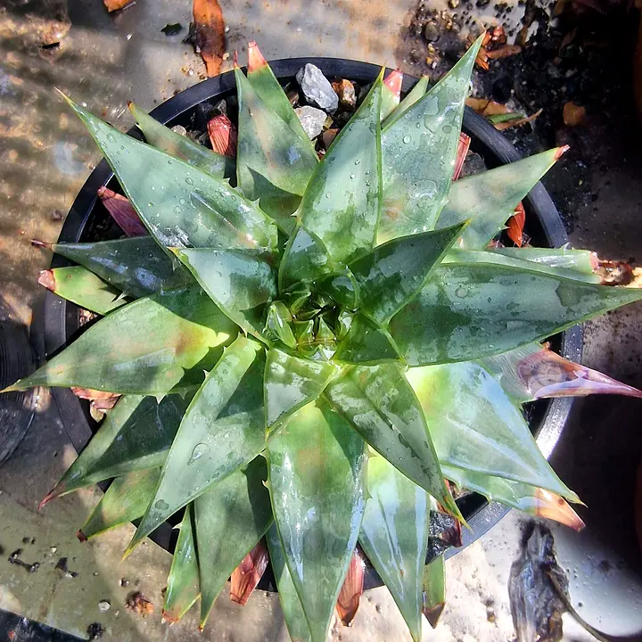 Top view of an Aloe polyphylla rosette after watering