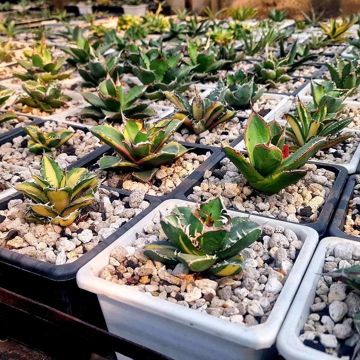 Rows of variegated Agave oteroi pups in square pots on the farm