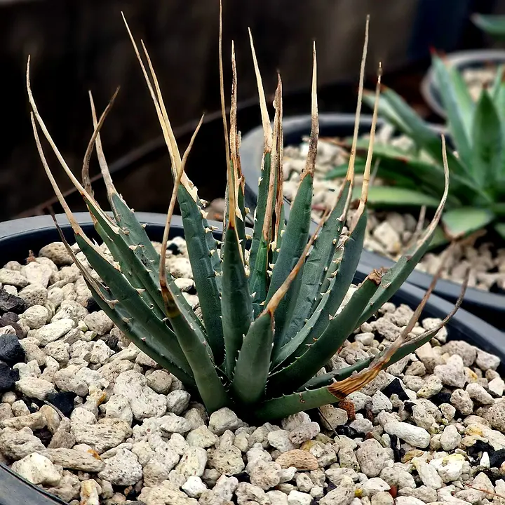 Agave utahensis var. eborispina with long ivory spines at the leaf tips