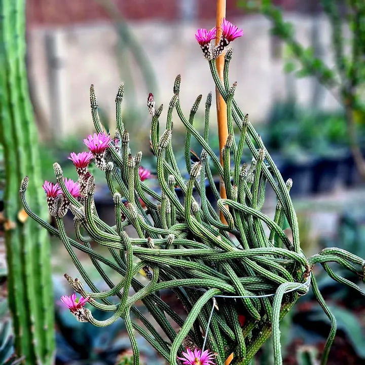 Long hanging cactus stems with pink flowers
