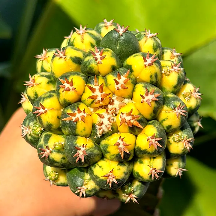 Close-up of a yellow and green variegated cactus held in a hand