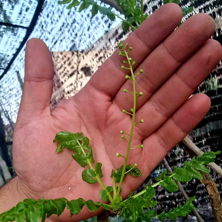 Boswellia shoot with a flower spike held against a hand