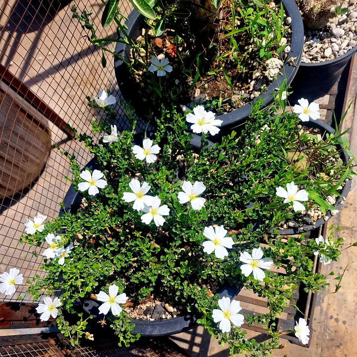 Sarcocaulon vanderietiae covered in white flowers
