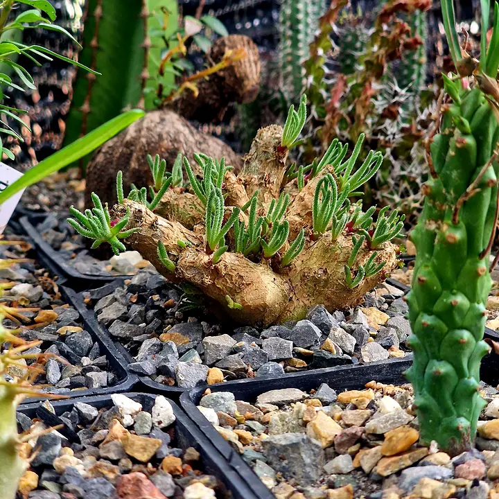 Phyllobolus resurgens caudex with fuzzy green shoots in gravel