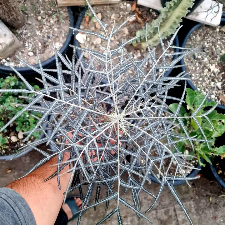 Boswellia elongata with fine silver-grey leaves, seen from above