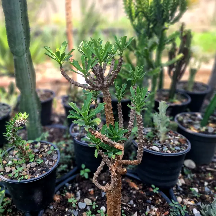 Branched Euphorbia biselegans with knobbly stems and leaf tufts