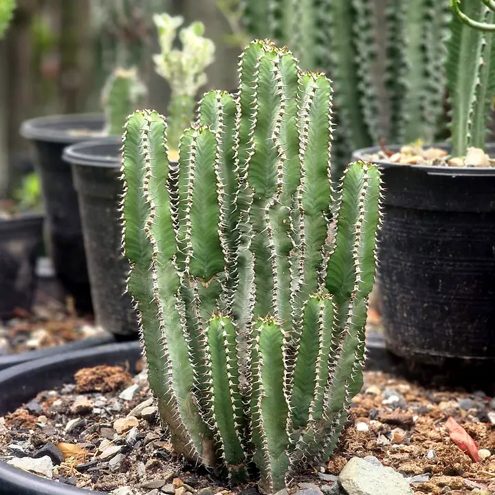 Dense clump of spiny Euphorbia polyacantha stems