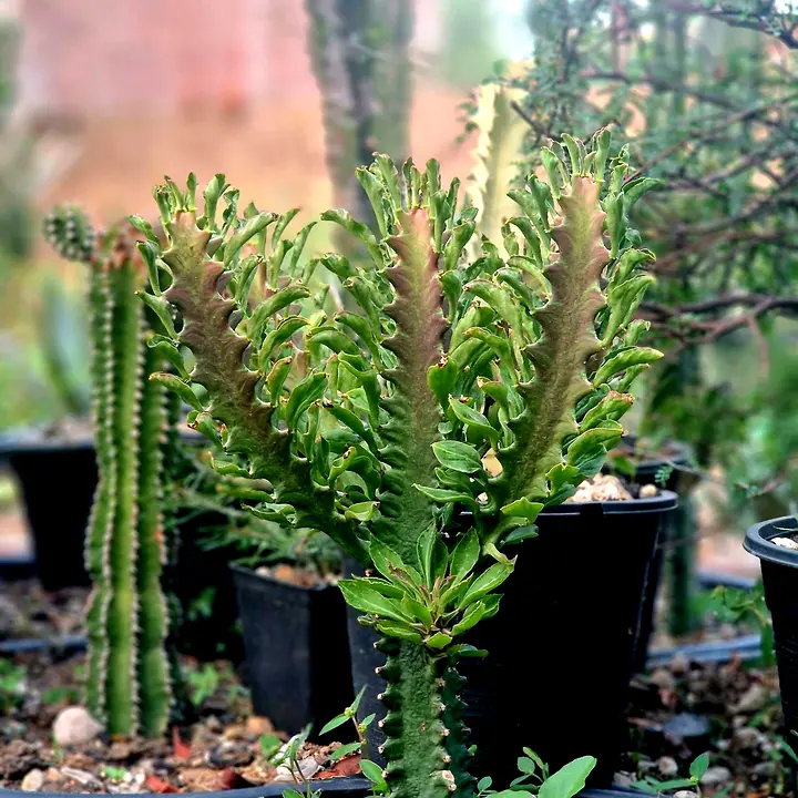 Euphorbia 'Purple Dragon' with red-green stems and many small leaves