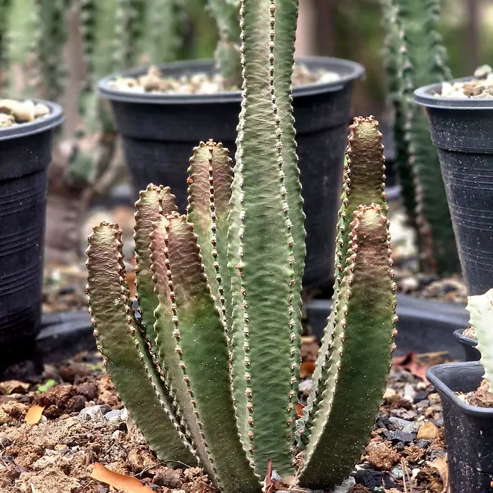 Clump of Euphorbia canariensis stems with red tips