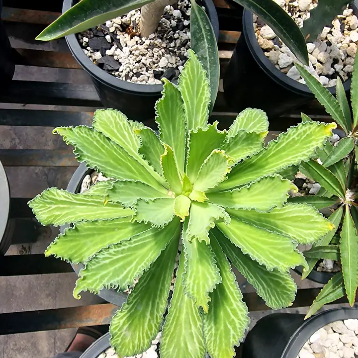 Euphorbia venefica rosette with wavy, white-veined leaves, seen from above