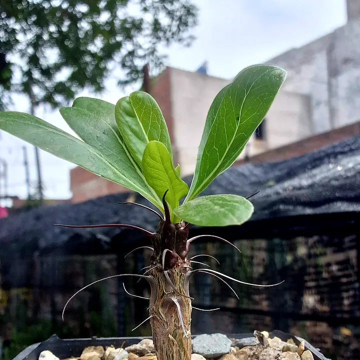 Young Fouquieria ochoterenae with long curved spines and a crown of leaves