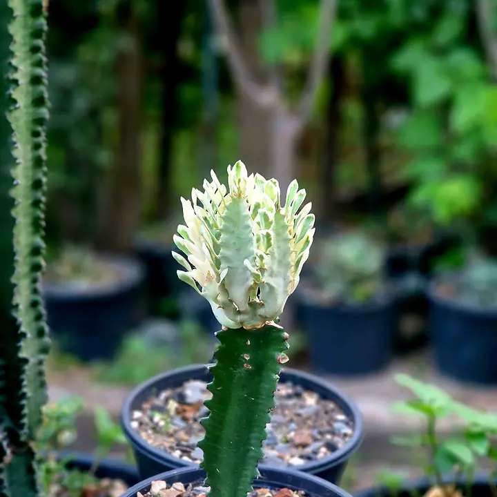 White variegated Euphorbia trigona on a green stem