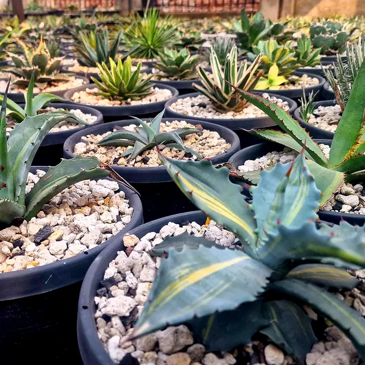 Potted agaves in rows on the farm