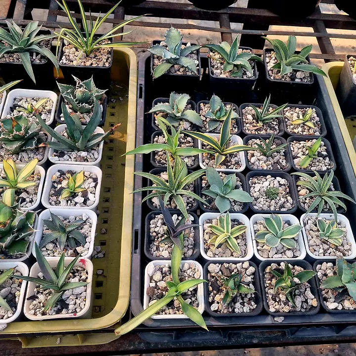 Trays of young agave plants in small pots