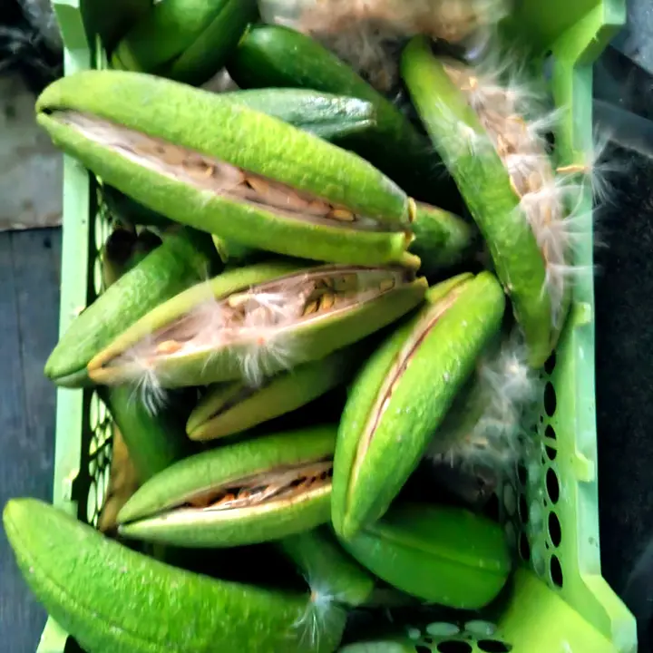 A crate of split green seed pods with fluffy seeds