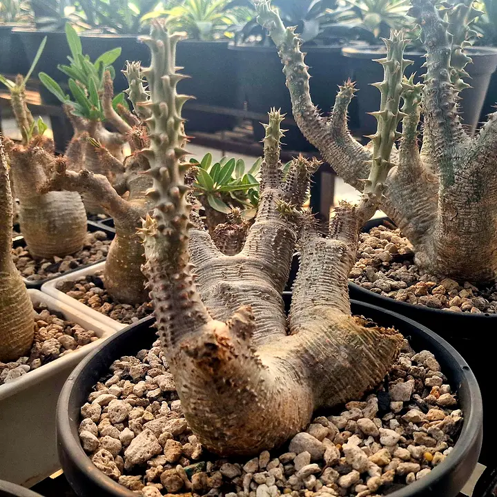 Thick, spiny Pachypodium horombense trunks in pots