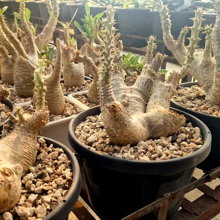 Branched Pachypodium horombense plants in pots on a farm bench