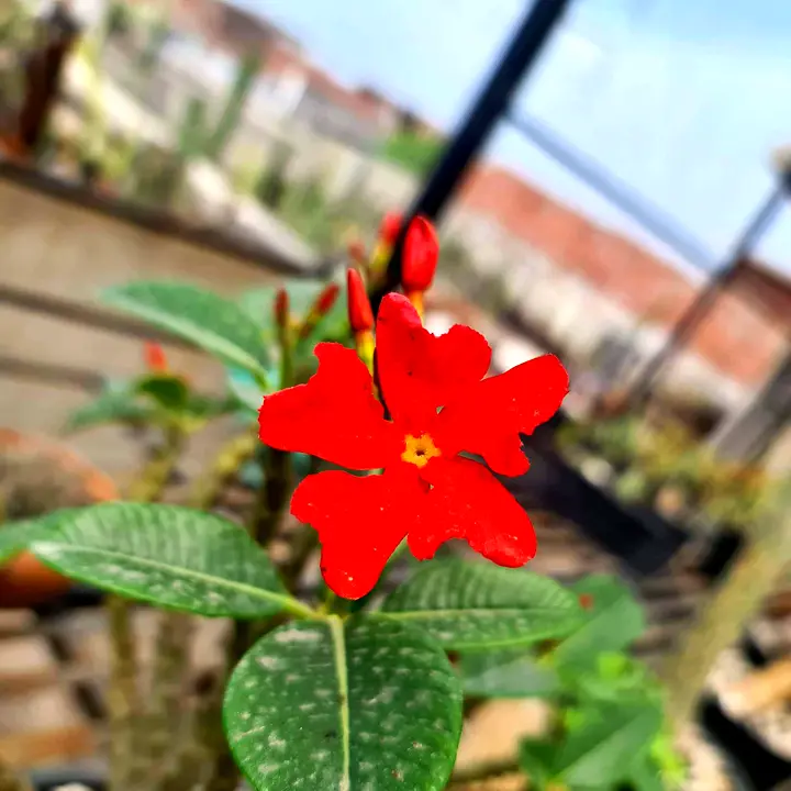 Red flower of Pachypodium baronii var. windsorii above green leaves