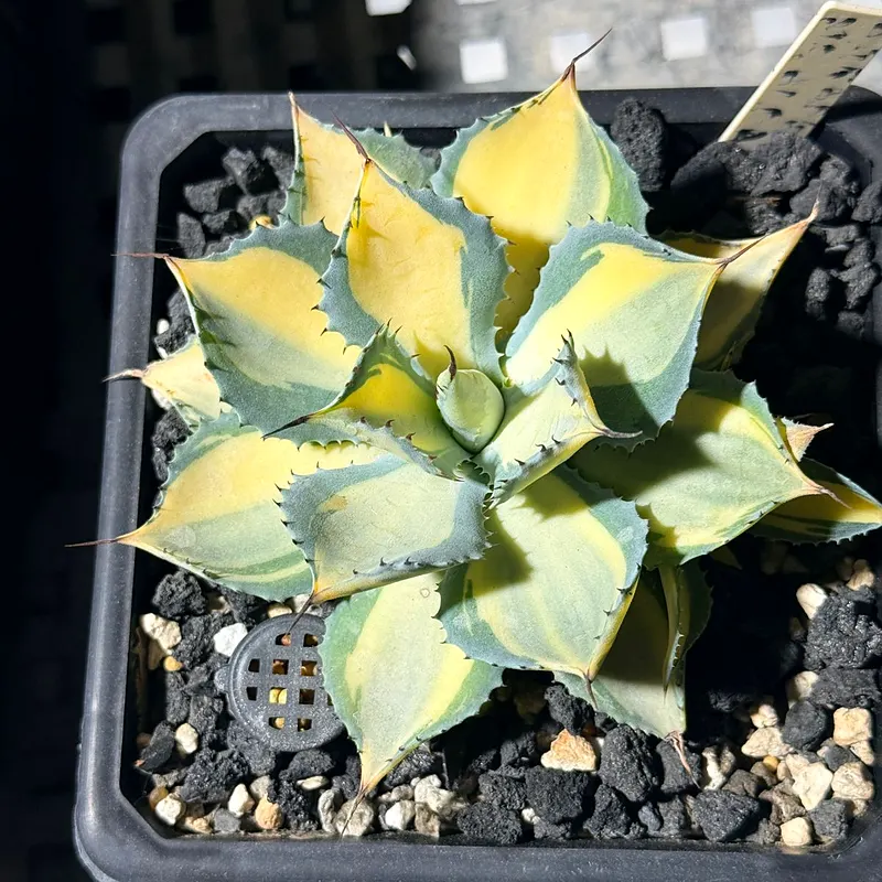 Agave 'Pakistan Star', a variegated potatorum hybrid bred by A.B Botanicals, seen from above
